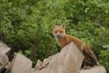 Family of Foxes _ Famille de Renards