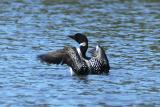 Plongeon Huard. Common Loon.