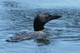 Plongeon Huard. Common Loon.