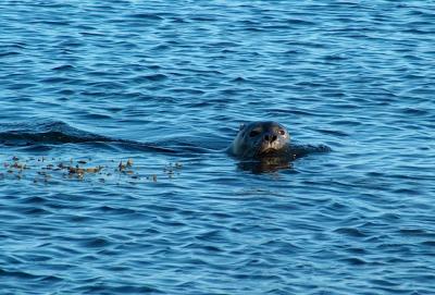 Seal off of the Snaefullsnes Penninsula