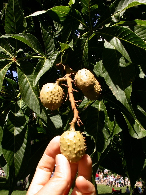 smallDSCN7492.JPG