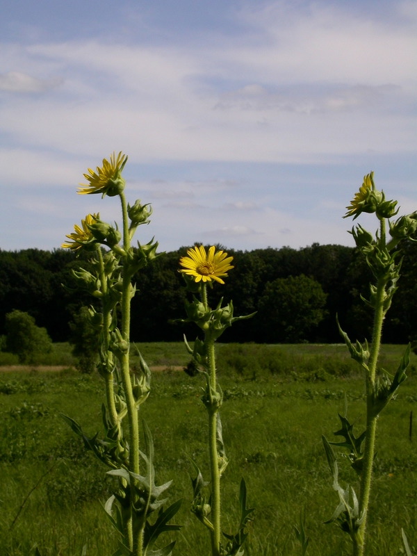 smallDSCN7516.JPG