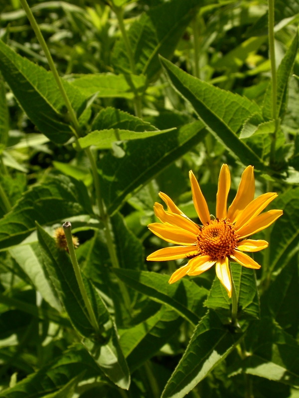 smallDSCN7521.JPG
