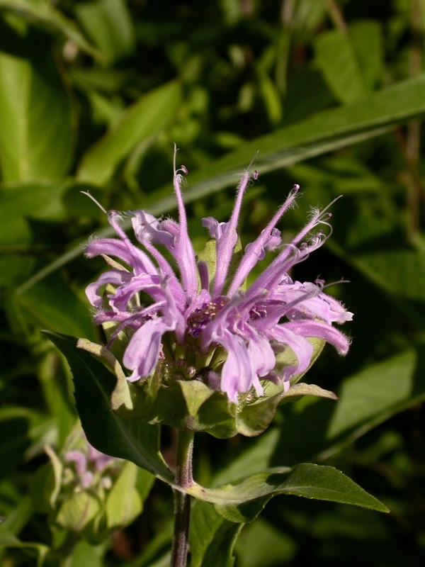 smallDSCN7532.JPG