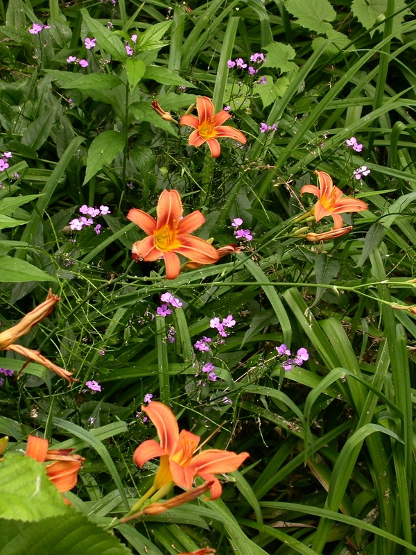 smallDSCN7557.JPG