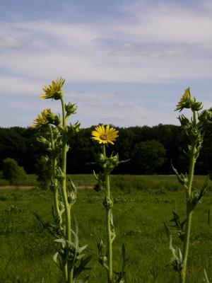 smallDSCN7516.JPG
