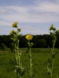 smallDSCN7516.JPG
