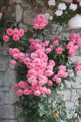 IMG_0278.JPG