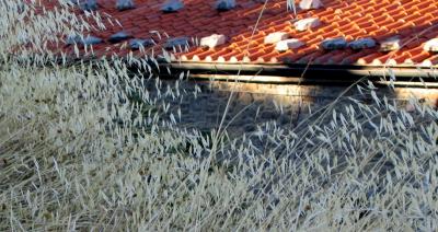 IMG_1826.JPG