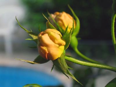 Dorit's Garden