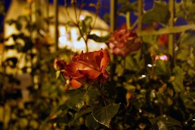 IMG_1237sml.jpg