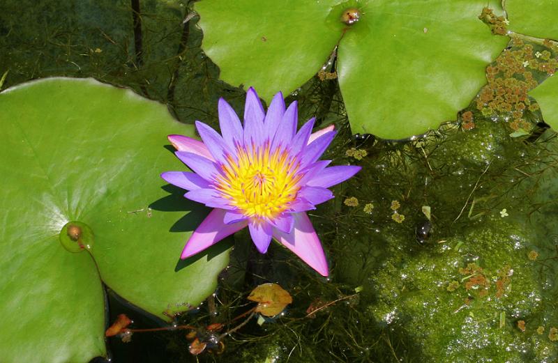Lilly in the Pond