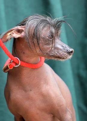 the Hairless Puppy (Chinese Crested)