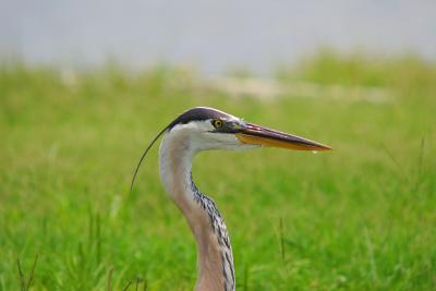 the Heron (cont.)