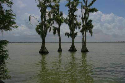 4 Cypress Soldiers