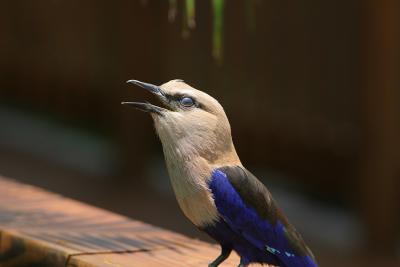 v3/08/535308/3/44820919.hungrybird.jpg