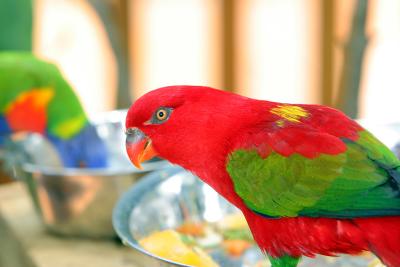 v3/08/535308/3/44820924.red_parrot.jpg