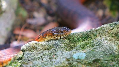 v3/08/535308/3/44820931.snake.jpg