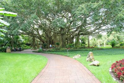 v3/08/535308/3/44820937.theTree.jpg