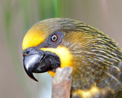 v3/08/535308/3/44820939.yellow_parrot.jpg