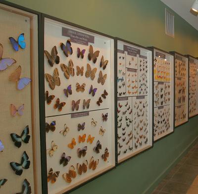 v3/08/535308/3/44864178.butterflywall.jpg