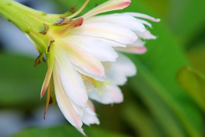Night Blooming Cactus Flower