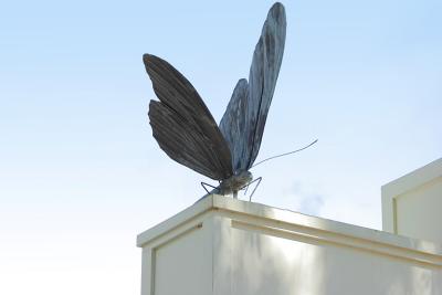 v3/08/535308/3/44881870.big_butterfly.jpg