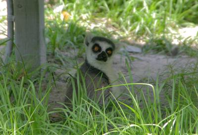 v3/08/535308/3/44881871.big_eyes.jpg
