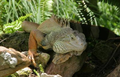 v3/08/535308/3/44881872.big_lizard.jpg