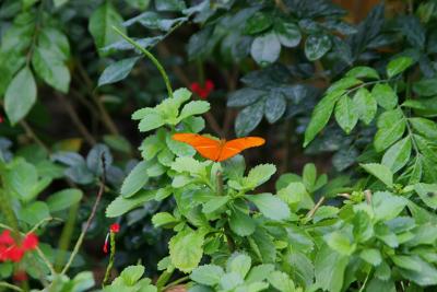 v3/08/535308/3/44881873.butterfly.jpg