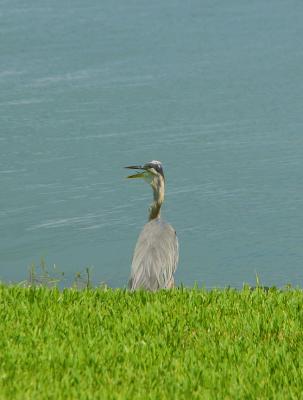 v3/08/535308/3/44881874.crane.jpg