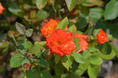 v3/08/535308/3/44881875.flower.jpg