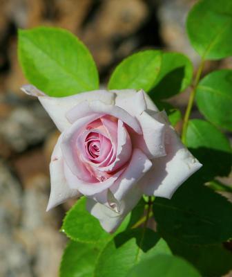 Pretty Rose