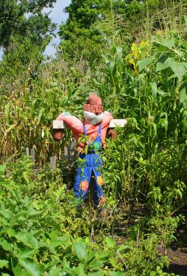 v3/08/535308/3/44881879.scarecrow.jpg