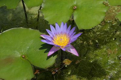 Lilly in a Pond