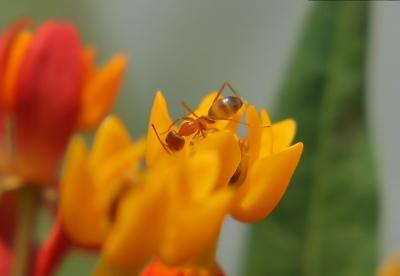 Fire Ant & Scarlet Milkweed
