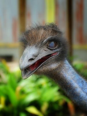 Sneaky Emu (2)