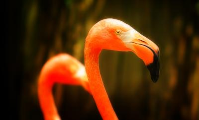 Flamingos (2)