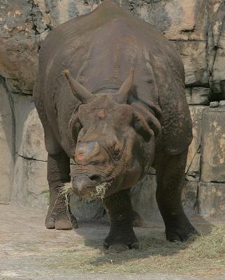 Rhino (2)
