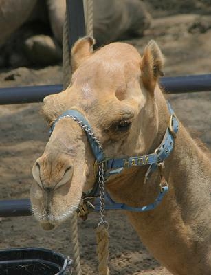 Hank the Camel