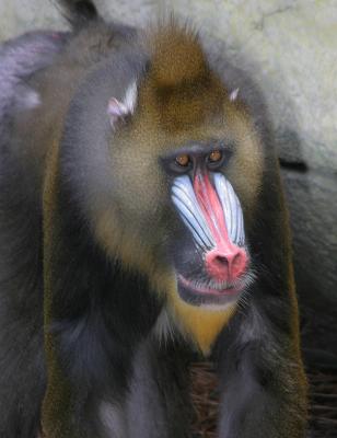 Baboon