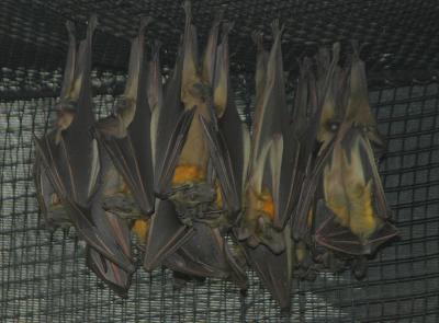 Sleeping Bats
