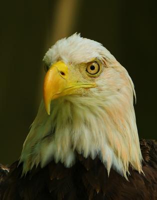 Eagle 2 (2)