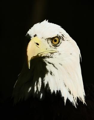 Eagle Art