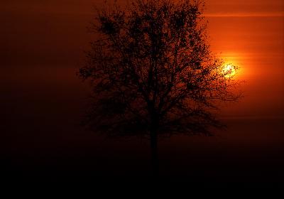 Morning Sun with a Tree-1981