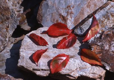 Fall Leaves & Rocks (large file)