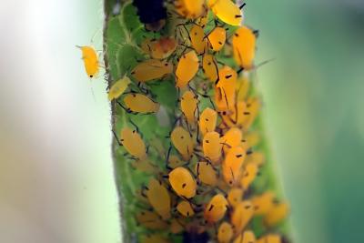 Yellow aphids