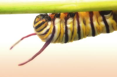 Caterpillar Glow