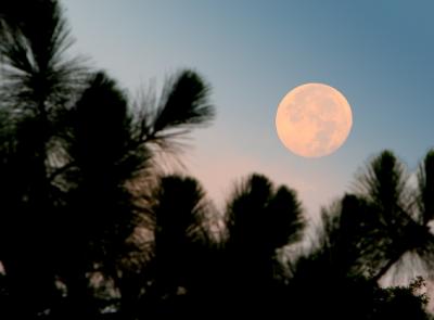 Morning Moon through the Pines