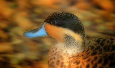 Camo Duck